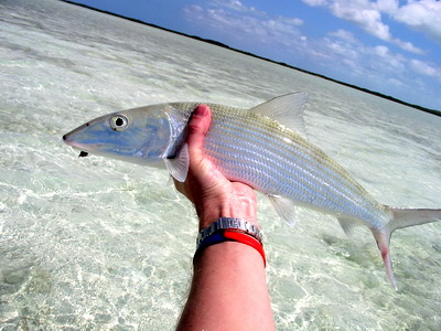 Bonefishing is great on the flats of Providenciales