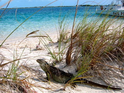 Iguana at the sanctuary at Little Water Cay, Turks and Caicos Islands