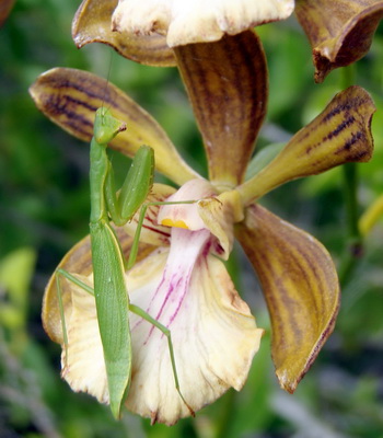 orchid and praying mantis 