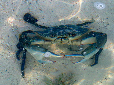 This little blue crab was not happy to be confronted by my camera