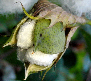 The cotton boll bursts open when ripe to expose the packed seeds that are surrounded by the cotton fiber.