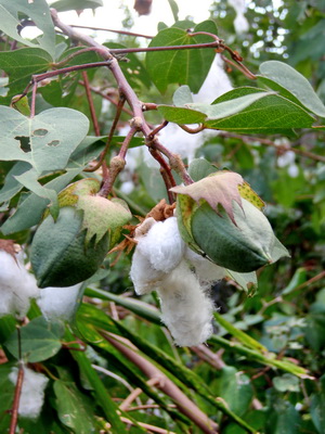 My cotton plants are loaded with cotton bolls right now and I'm sure to see more cotton plants sprouting up all over Harbour Club Villas