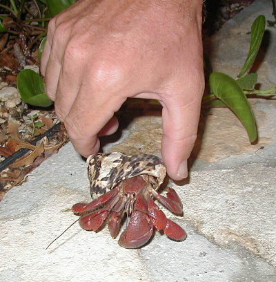 Hermit crabs are called "soldier crabs" by the locals