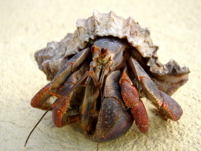 One more photo of this Hermit Crab