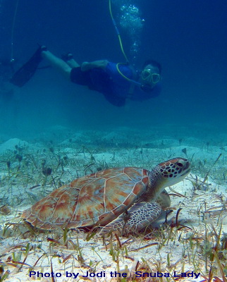Snuba with Jodi as she takes our guests for a closer look at the reef and this wonderful turtle.