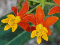 Closeup of the vibrant red-orange and yellow flowers of the Wild Ipecac