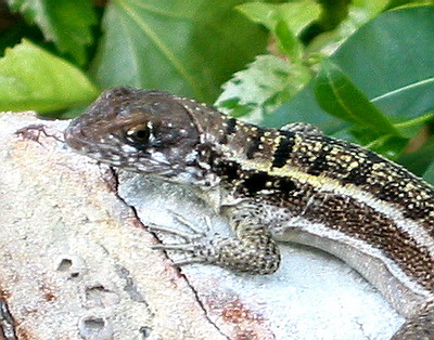 This little Turks and Caicos Curly Tailed Lizard species is only found here.