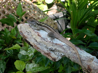 A Curly Tailed Lizard eyes me from his perch on top of an old anchor