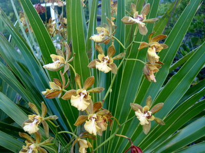 Orchids peaking through the Palmettos