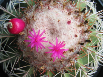 Turk's Head Cactus with pretty pink flowers 