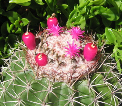 This Turk's Head Cactus with both flowers and pink fruit grows wild in the Turks and Caicos Islands.