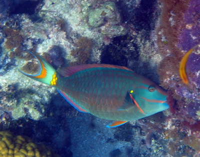 Wow.....what amazing colours the parrotfish have. 