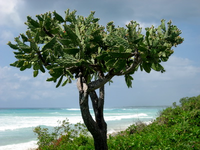 The Cactus Tree is endemic to the Turks and Caicos Islands and Bahamas