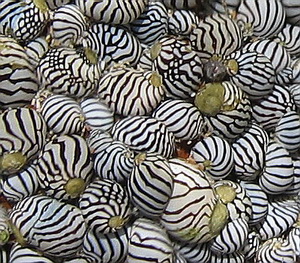 Close up of these zebra striped shells
