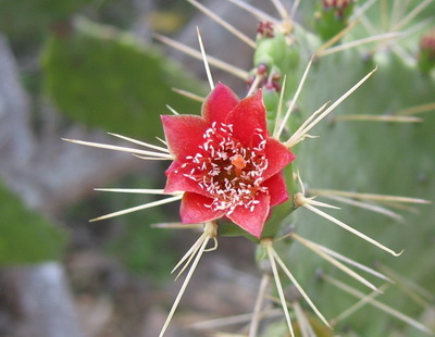 Bright red flowers of the Cactus Tree