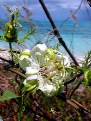 Our trip to the beach today was spectacular as I found these beautiful passionflowers growing along the sand dunes.