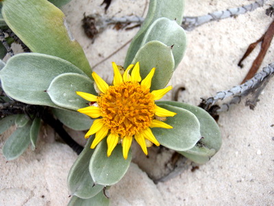 The Sea Ox Eye Daisy found growing right off the sand among some rocks at Long Bay Beach