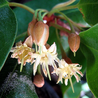 The flowers of the Sapodilla are quite beautiful and I hadn't noticed this until I went out to take photos.