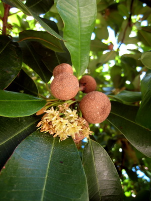 Sapodilla fruit and flowers locally known as the "dilly" tree