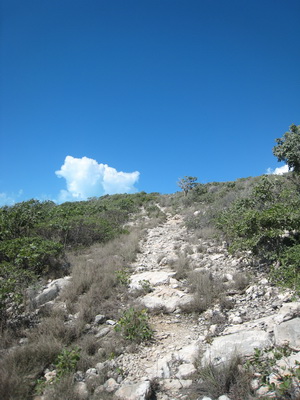 Here's the trail leading up Signal Hill to where the carvings are found