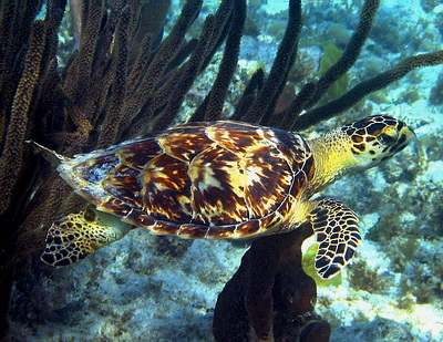 The beautiful richly brown and mottled shell of the Hawksbill turtle's shell was prized for tortoiseshell used for decorative purposes