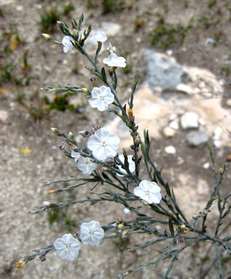 Flowering Broom Bush with it's delicate white flowers 