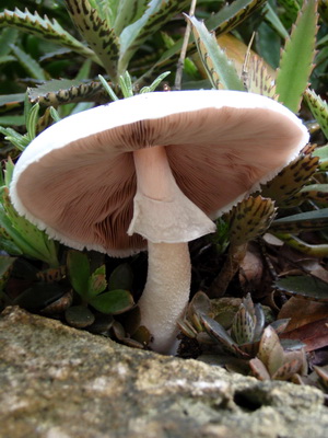 I found this wonderful mushroom growing in our wild area at Harbour Club Villas.