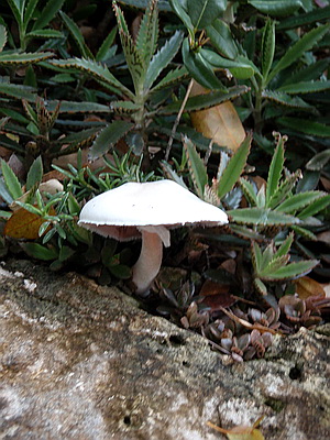 Mushroom on Providenciales Turks and Caicos Islands