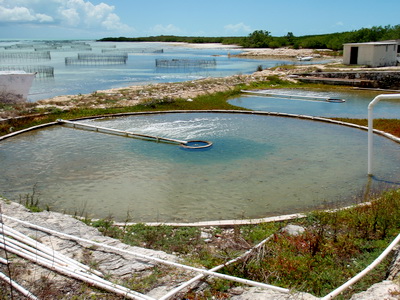 On shore nursery ponds containing small conch from 2 to 6 cm