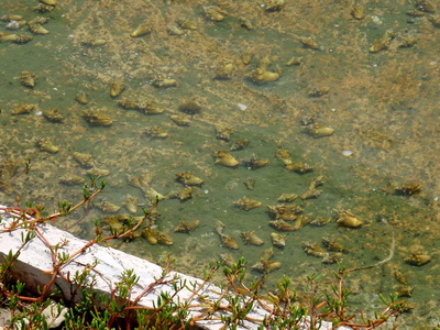 Baby conchs grow in these nursery ponds for about a year until ready to be put out in the sub-sea pasture