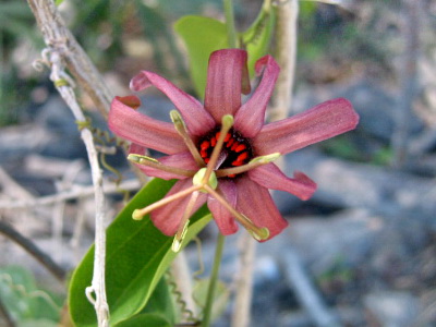 This pale wine coloured passion flower vine was found on Venetian Road not far from Harbour Club Villas.