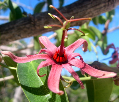 Several varieties and colours of passion flower vines are found on Providenciales, Turks and Caicos Islands
