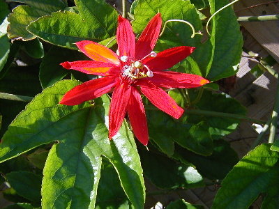 Pretty, bright red passionflower vine that used to grow here at Harbour Club.