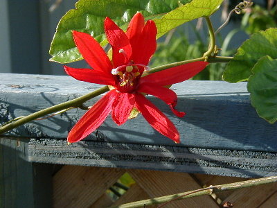 Red passionflower vine that I used to have growing along the pool fence in the early days at Harbour Club Villas