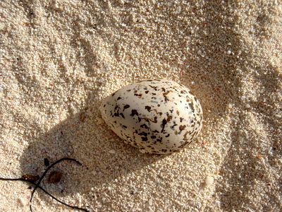 This egg was just laying there in the sand. It had black, brown and greyish markings.