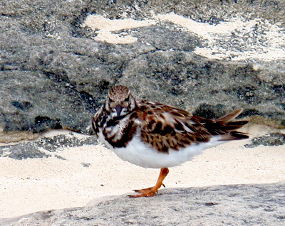 Here's a Ruddy Turnstone. It's fun to watch them scurrying about along the sand and rocks