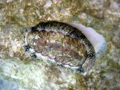 Chitons are unusual creatures that cling to the rocks