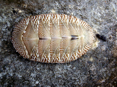 This chiton shell was found by a guest of Harbour Club Villas and it has the most beautiful markings.