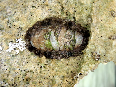 A common resident of the Turks and Caicos Islands is the Fuzzy Chiton and this one had star barnacles living on its' plates