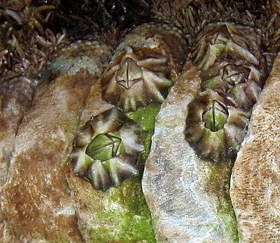 Here's a closeup of the West Indian Fuzzy Chiton showing the barnacles.