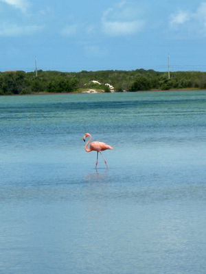 The last time I took photos of Flamingos near our villas was just after Hurricane Ike