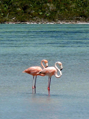 One flamingo was quite a bright pink and the other much paler.
