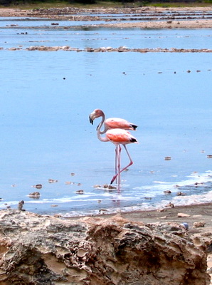 There were quite a few flamingos wading the salt ponds on this particular day.