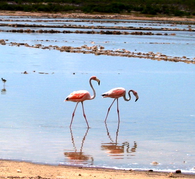 Greater Flamingos in the salt ponds of Grand Turk
