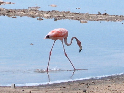 The West Indian Flamingo is part of the crest of the Turks and Caicos Islands and stand on either side of the shield. 