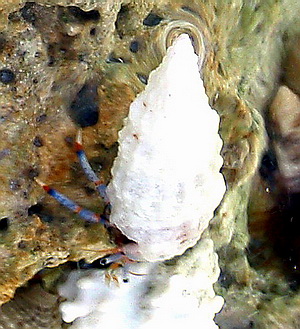 Blue legs with red stripes of the very small TriColoured Hermit Crab