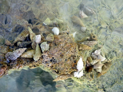 A close look at shells attached to the rocks along the rocky shoreline