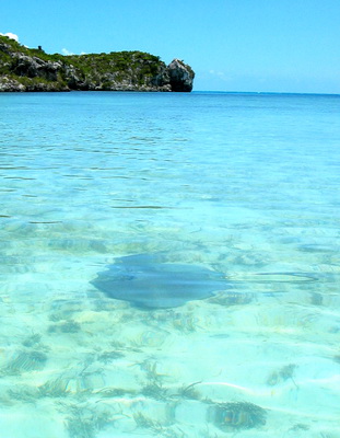 The stingray was cruising along in the shallow waters by Osprey Rock