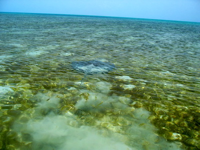 You can see the cloud of sand in the foreground of the photo as the stingray moved away