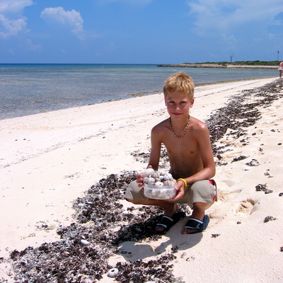Kai collects sea urchins found in the seaweed along the beach at the North West Point